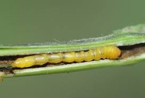 uploads/images/pest/soyabean girdle beetle.jpg
